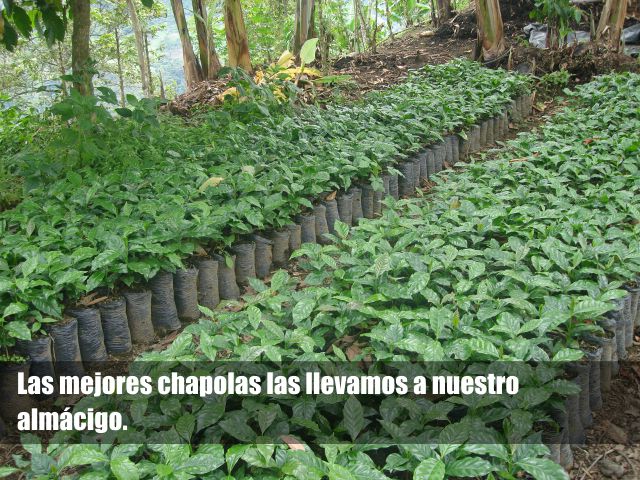 CHAPOLAS1038